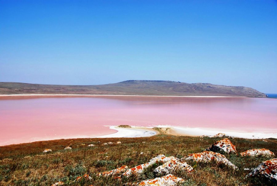 Розовое Кояшское озеро в Крыму